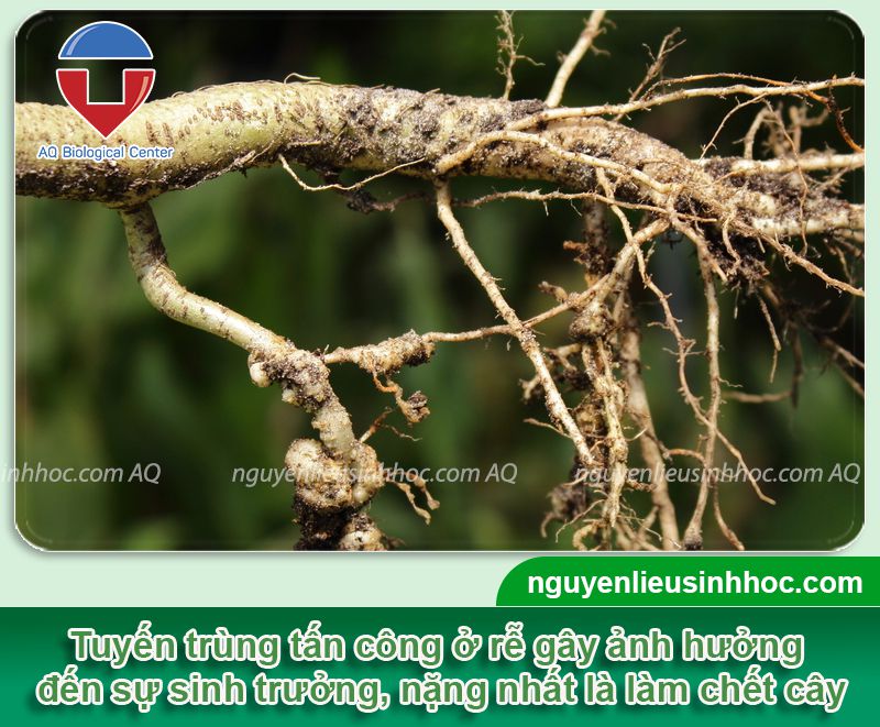 Phòng trị cây ổi bị tuyến trùng rễ hiệu quả, an toàn