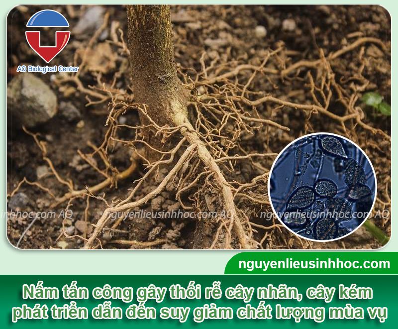 Cách phòng trừ bệnh thối rễ ở cây nhãn hiệu quả nhất