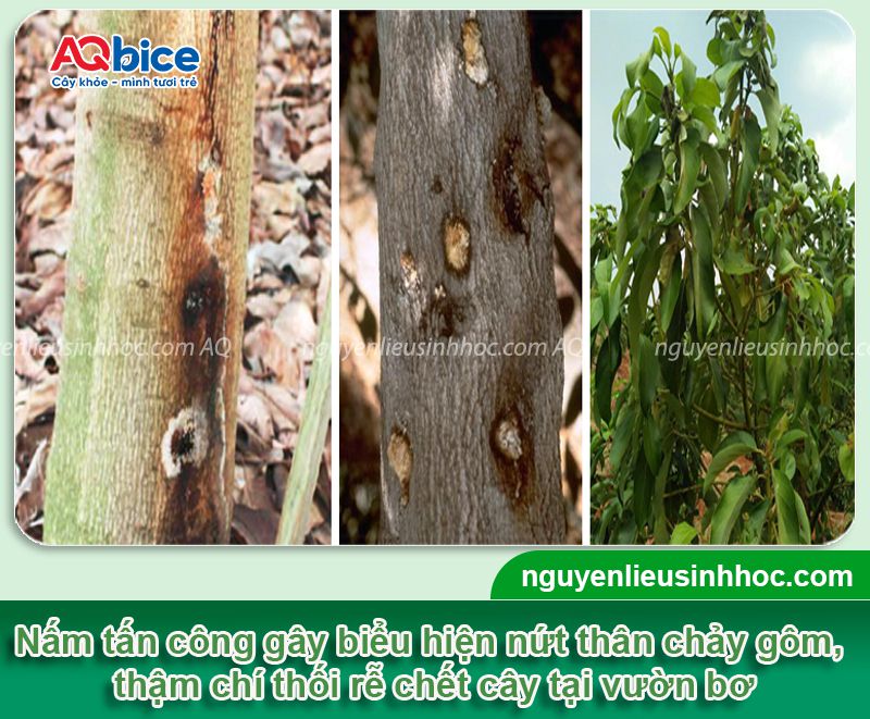 Bệnh nứt thân xì mủ cây bơ: Nguyên nhân & Cách xử lý 2 Bệnh nứt thân xì mủ cây bơ: Nguyên nhân & Cách xử lý