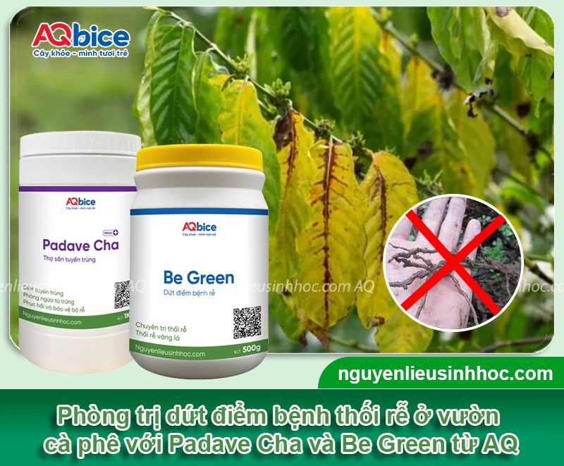 Phát hiện và xử lý triệt để bệnh thối rễ cà phê 4 Phát hiện và xử lý triệt để bệnh thối rễ cà phê