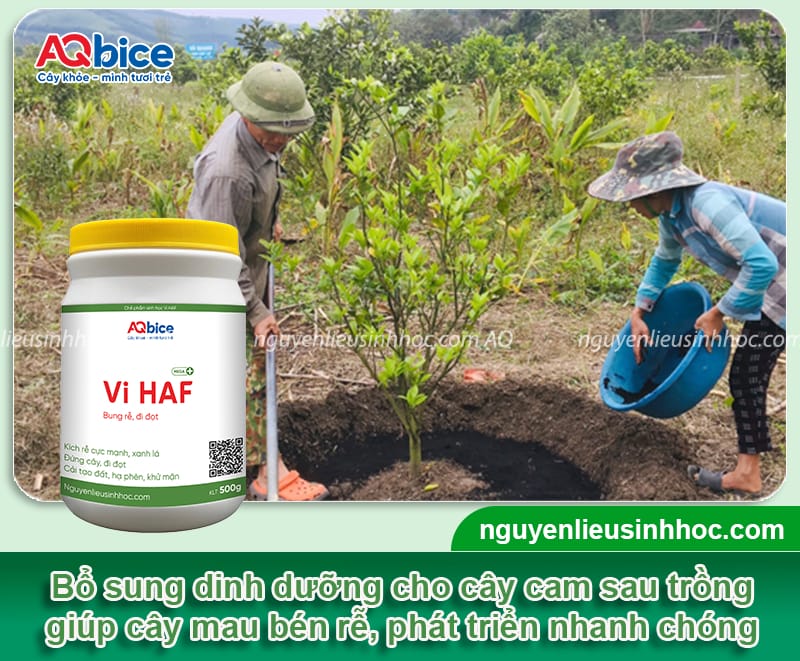 Kỹ thuật trồng cam sành và Cách chăm sóc để trái ra sai trĩu 4 Kỹ thuật trồng cam sành và Cách chăm sóc để trái ra sai trĩu