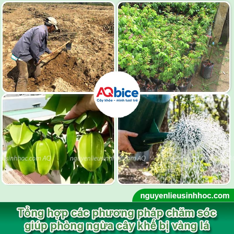 Trị cây khế bị vàng lá hết nhanh, rễ khỏe, lá xanh mướt 3 Thuốc trị cây khế bị vàng lá hết nhanh, rễ khỏe, lá xanh mướt