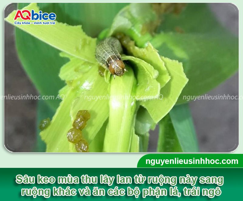 Sâu keo mùa thu hại ngô: Triệu chứng và Biện pháp quản lý 3 Sâu keo mùa thu hại ngô: Triệu chứng và Biện pháp quản lý
