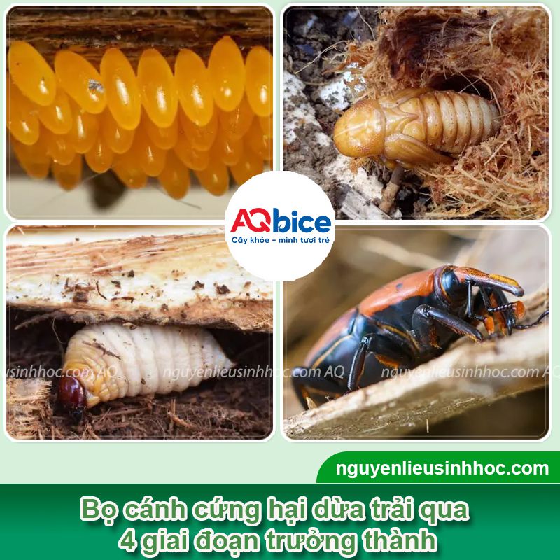 Nhận biết bọ cánh cứng hại dừa và Cách xử lý triệt để 2 Nhận biết bọ cánh cứng hại dừa và Cách xử lý triệt để