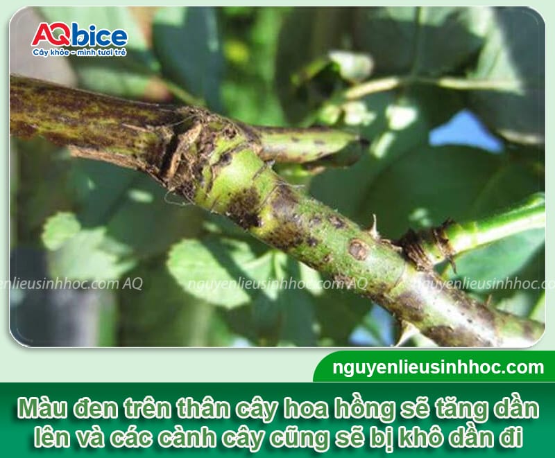 Cây hoa hồng bị đen thân do đâu và Cách xử lý hiệu quả 2 Cây hoa hồng bị đen thân do đâu và Cách xử lý hiệu quả