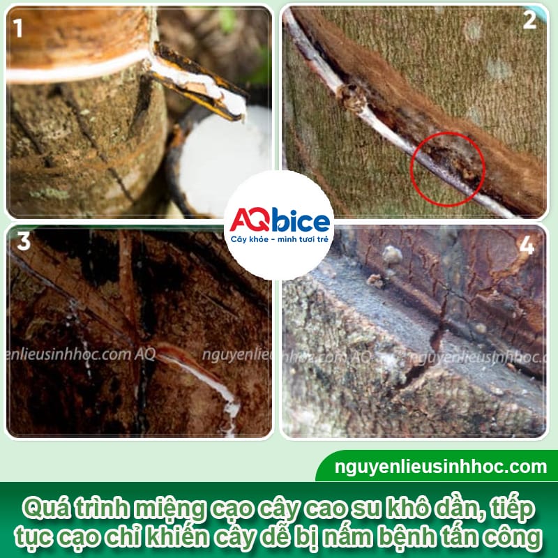 Bệnh khô miệng cạo cây cao su: Dấu hiệu & Cách phòng trừ 2 Bệnh khô miệng cạo cây cao su: Dấu hiệu & Cách phòng trừ