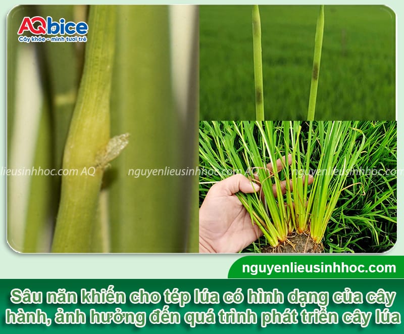 Sâu năn hại lúa: Đặc điểm và Cách phòng trừ dứt điểm 3 Sâu năn hại lúa: Đặc điểm và Cách phòng trừ dứt điểm