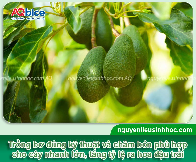 Hướng dẫn cách trồng bơ nhanh ra trái, sai quả, trĩu cành