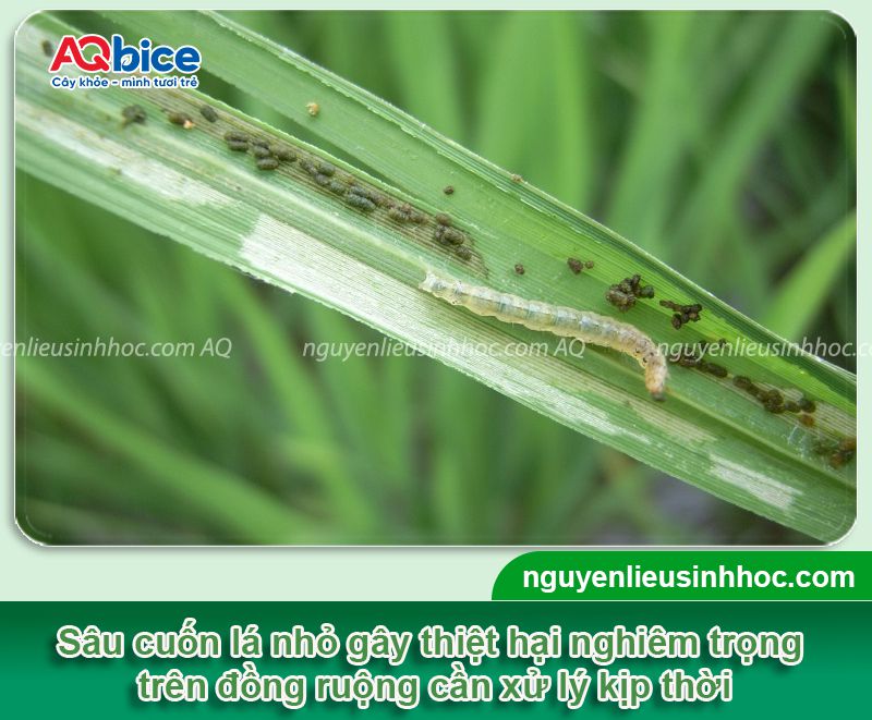 Phòng trừ sâu cuốn lá nhỏ hại lúa dứt điểm, hiệu quả nhanh 2 Phòng trừ sâu cuốn lá nhỏ hại lúa dứt điểm, hiệu quả nhanh