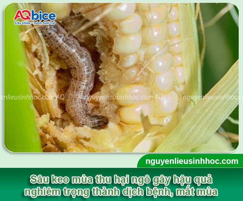 Sâu keo mùa thu hại ngô: Triệu chứng và Biện pháp quản lý 4 Sâu keo mùa thu hại ngô: Triệu chứng và Biện pháp quản lý