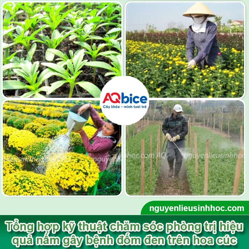 Bệnh đốm đen trên hoa cúc và Cách xử lý hiệu quả 3 Bệnh đốm đen trên hoa cúc và Cách xử lý hiệu quả