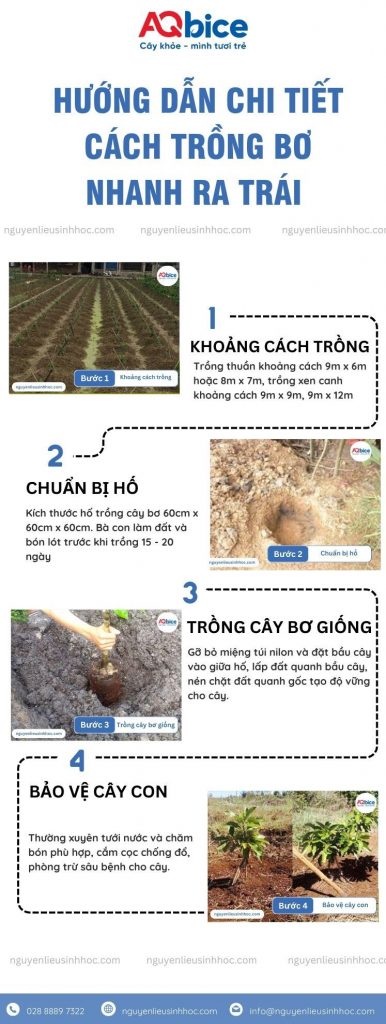 Hướng dẫn cách trồng bơ nhanh ra trái, sai quả, trĩu cành 2 Hướng dẫn cách trồng bơ nhanh ra trái, sai quả, trĩu cành