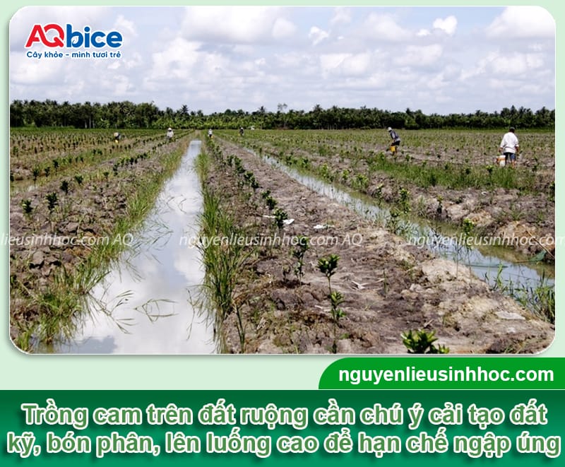 Kỹ thuật trồng cam sành và Cách chăm sóc để trái ra sai trĩu 3 Kỹ thuật trồng cam sành và Cách chăm sóc để trái ra sai trĩu