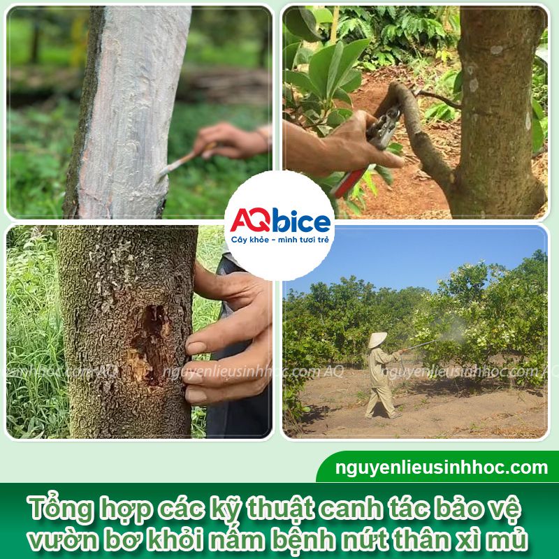 Bệnh nứt thân xì mủ cây bơ: Nguyên nhân & Cách xử lý 3 Bệnh nứt thân xì mủ cây bơ: Nguyên nhân & Cách xử lý