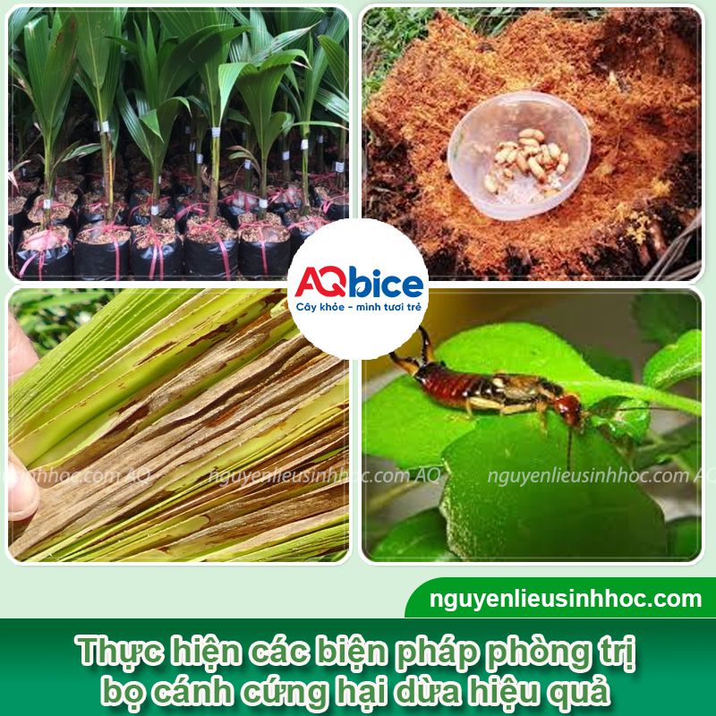Nhận biết bọ cánh cứng hại dừa và Cách xử lý triệt để 3 Nhận biết bọ cánh cứng hại dừa và Cách xử lý triệt để