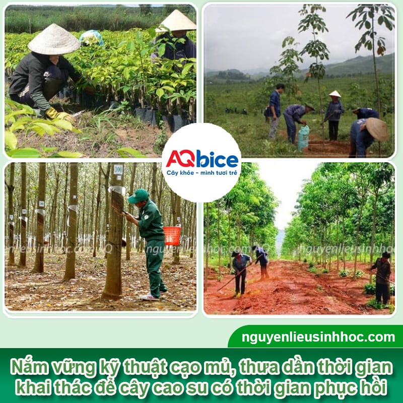 Bệnh khô miệng cạo cây cao su: Dấu hiệu & Cách phòng trừ 3 Bệnh khô miệng cạo cây cao su: Dấu hiệu & Cách phòng trừ