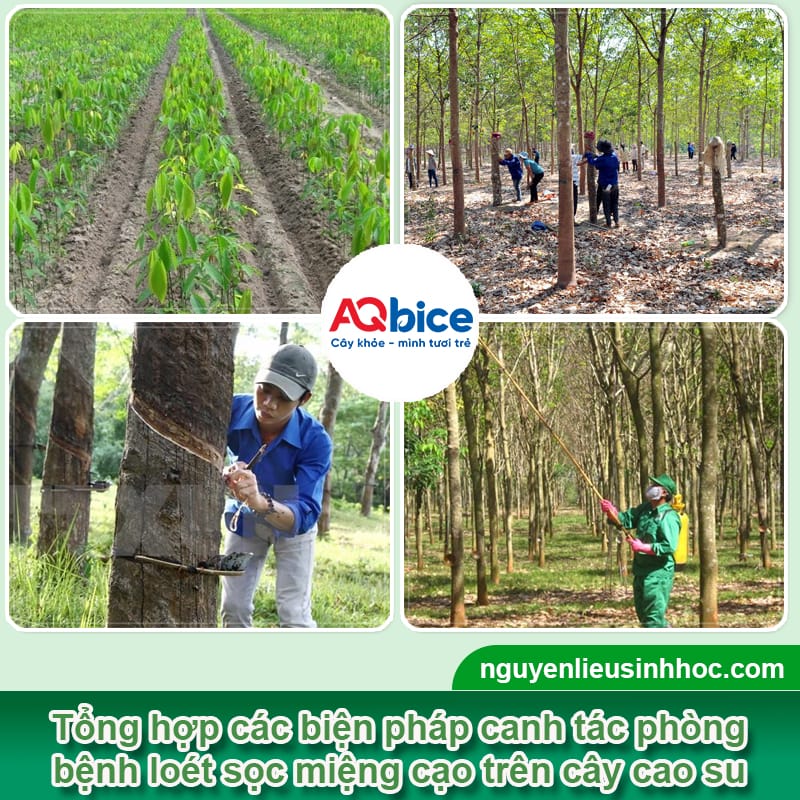 Loét sọc miệng cạo cao su: Dấu hiệu & Cách xử lý dứt điểm 3 Loét sọc miệng cạo cao su: Dấu hiệu &; Cách xử lý dứt điểm