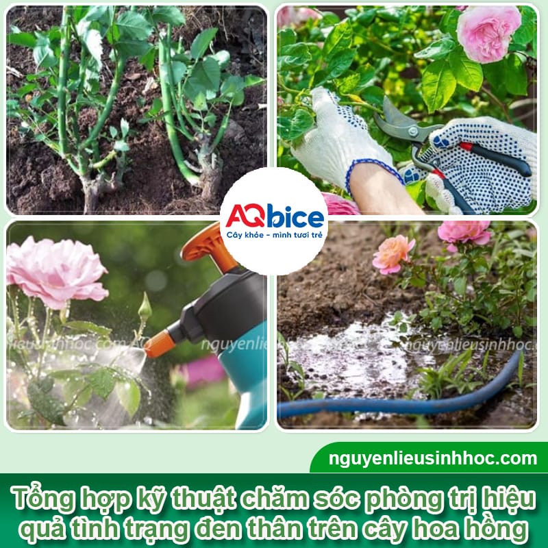 Cây hoa hồng bị đen thân do đâu và Cách xử lý hiệu quả 3 Cây hoa hồng bị đen thân do đâu và Cách xử lý hiệu quả