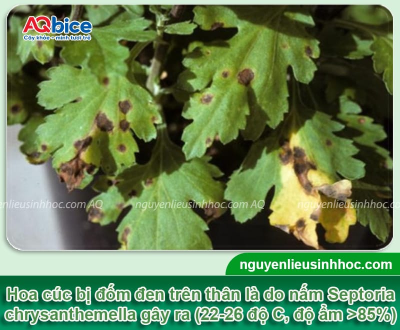 Bệnh đốm đen trên hoa cúc và Cách xử lý hiệu quả 2 Bệnh đốm đen trên hoa cúc và Cách xử lý hiệu quả