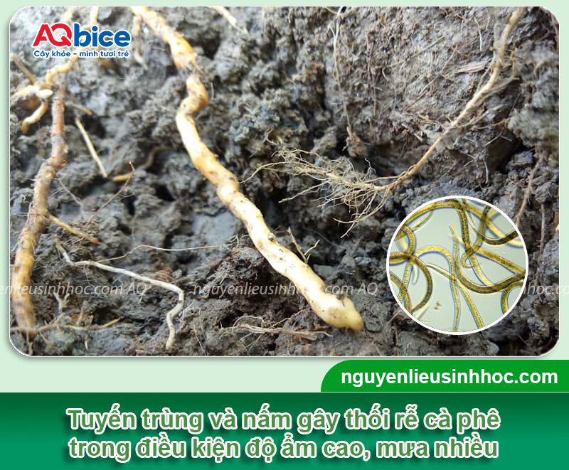 Phát hiện và xử lý triệt để bệnh thối rễ cà phê 2 Phát hiện và xử lý triệt để bệnh thối rễ cà phê