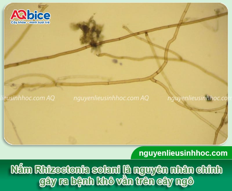 Bệnh khô vằn hại ngô: Nguyên nhân và Cách phòng trừ 2 Bệnh khô vằn hại ngô: Nguyên nhân và Cách phòng trừ