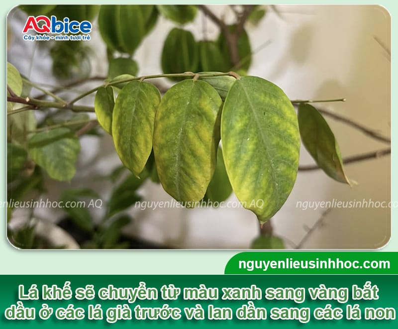 Trị cây khế bị vàng lá hết nhanh, rễ khỏe, lá xanh mướt 2 Thuốc trị cây khế bị vàng lá hết nhanh, rễ khỏe, lá xanh mướt