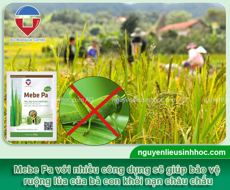 Châu chấu hại lúa - dịch bệnh nguy hiểm đến ruộng vườn