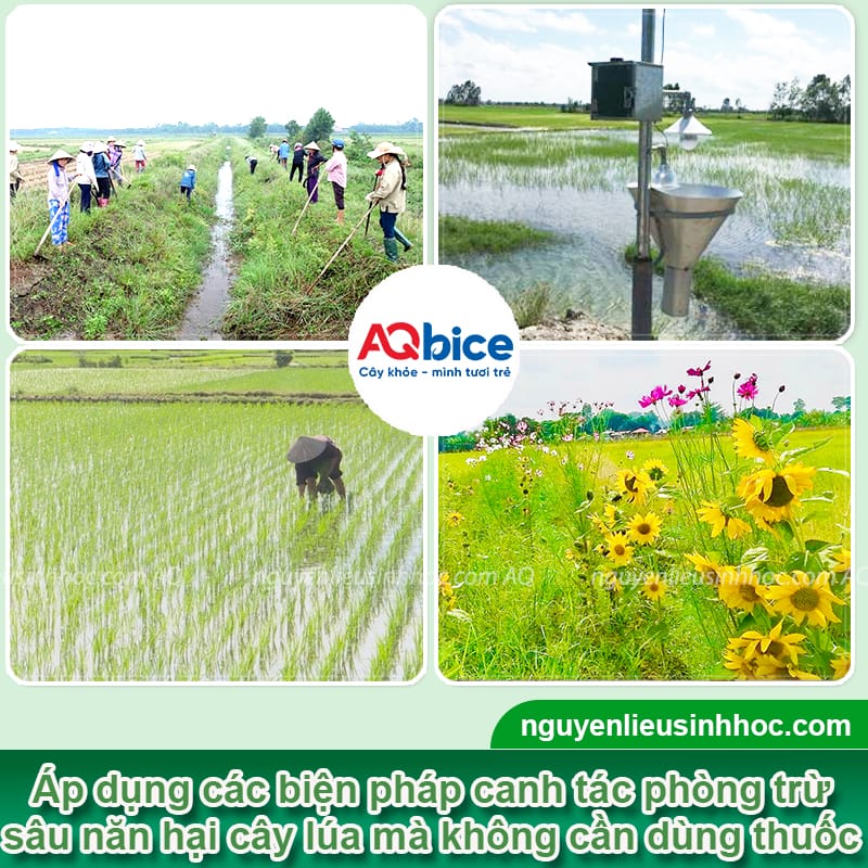 Sâu năn hại lúa: Đặc điểm và Cách phòng trừ dứt điểm 4 Sâu năn hại lúa: Đặc điểm và Cách phòng trừ dứt điểm