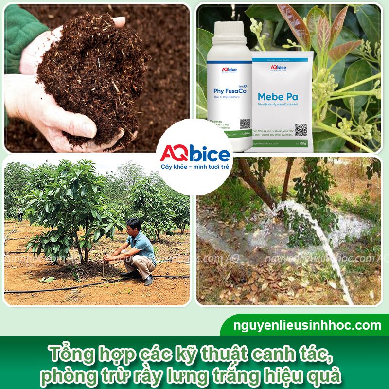 Hướng dẫn cách trồng bơ nhanh ra trái, sai quả, trĩu cành 3 Hướng dẫn cách trồng bơ nhanh ra trái, sai quả, trĩu cành