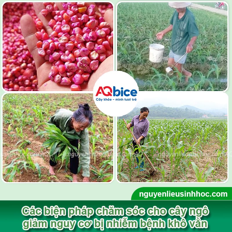 Bệnh khô vằn hại ngô: Nguyên nhân và Cách phòng trừ 4 Bệnh khô vằn hại ngô: Nguyên nhân và Cách phòng trừ