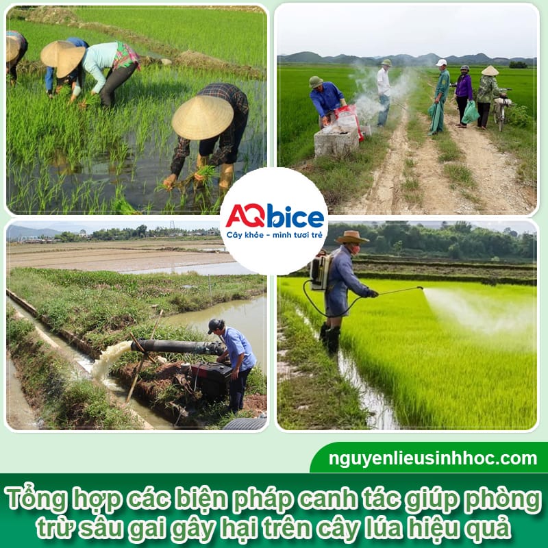 Nhận biết sâu gai hại lúa và Cách xử lý dứt điểm 3 Nhận biết sâu gai hại lúa và Cách xử lý dứt điểm