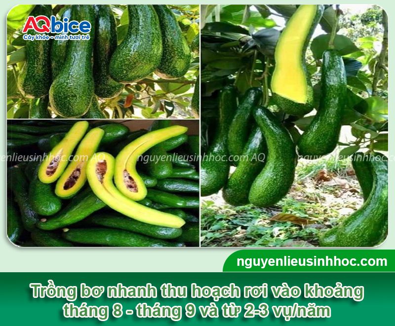 Hướng dẫn cách trồng bơ nhanh ra trái, sai quả, trĩu cành 4 Hướng dẫn cách trồng bơ nhanh ra trái, sai quả, trĩu cành