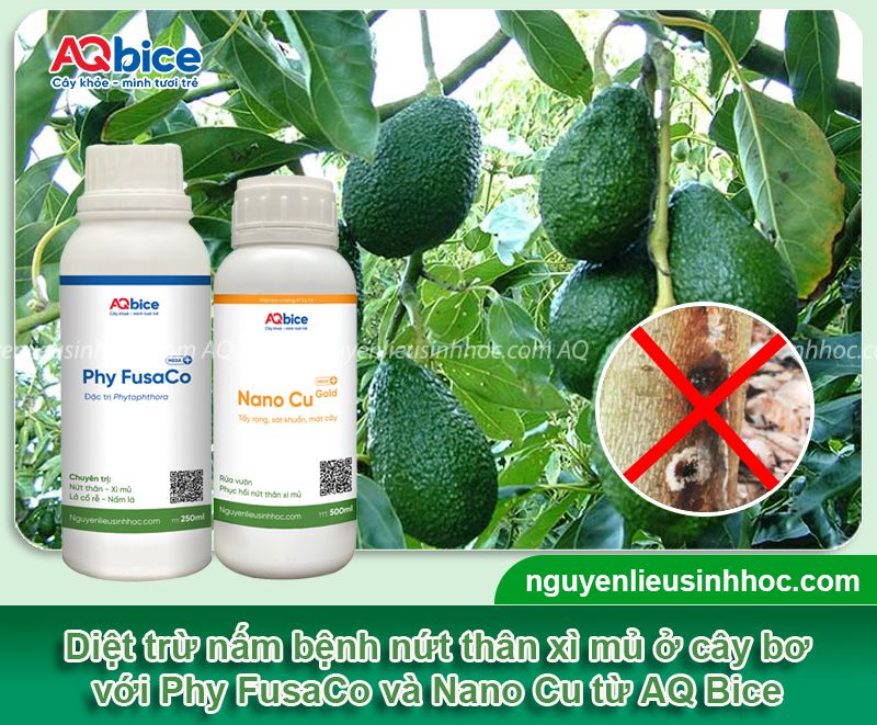 Bệnh nứt thân xì mủ cây bơ: Nguyên nhân & Cách xử lý 4 Bệnh nứt thân xì mủ cây bơ: Nguyên nhân & Cách xử lý