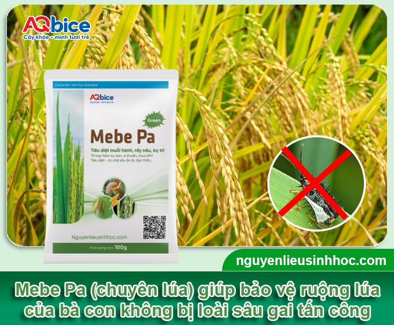Nhận biết sâu gai hại lúa và Cách xử lý dứt điểm 4 Nhận biết sâu gai hại lúa và Cách xử lý dứt điểm