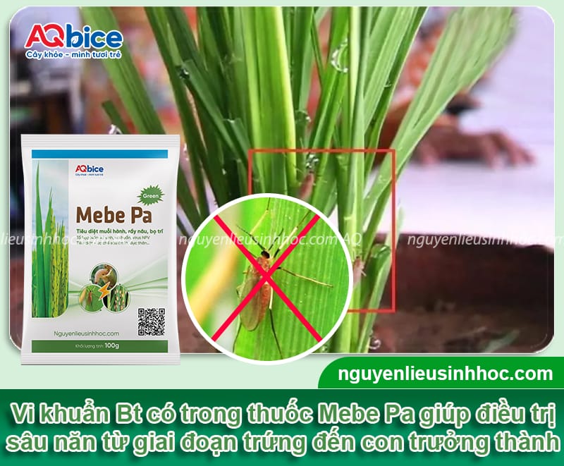 Sâu năn hại lúa: Đặc điểm và Cách phòng trừ dứt điểm 5 Sâu năn hại lúa: Đặc điểm và Cách phòng trừ dứt điểm