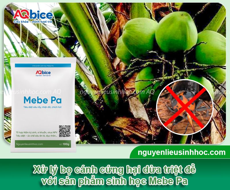 Nhận biết bọ cánh cứng hại dừa và Cách xử lý triệt để 4 Nhận biết bọ cánh cứng hại dừa và Cách xử lý triệt để