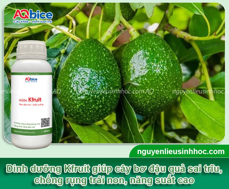 Hướng dẫn cách trồng bơ nhanh ra trái, sai quả, trĩu cành 5 Hướng dẫn cách trồng bơ nhanh ra trái, sai quả, trĩu cành