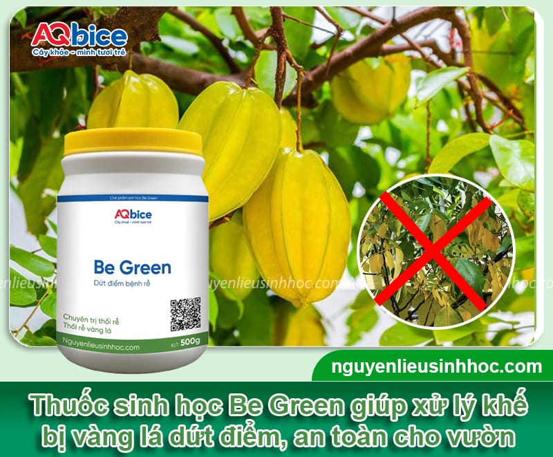 Trị cây khế bị vàng lá hết nhanh, rễ khỏe, lá xanh mướt 4 Thuốc trị cây khế bị vàng lá hết nhanh, rễ khỏe, lá xanh mướt