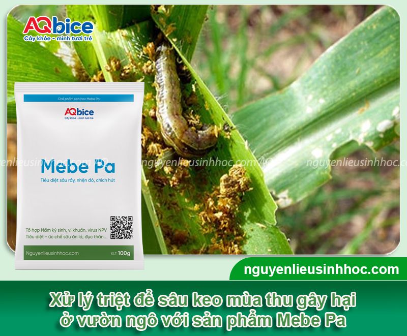 Sâu keo mùa thu hại ngô: Triệu chứng và Biện pháp quản lý 6 Sâu keo mùa thu hại ngô: Triệu chứng và Biện pháp quản lý