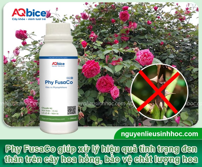 Cây hoa hồng bị đen thân do đâu và Cách xử lý hiệu quả 4 Cây hoa hồng bị đen thân do đâu và Cách xử lý hiệu quả