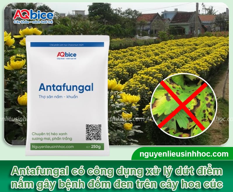 Bệnh đốm đen trên hoa cúc và Cách xử lý hiệu quả 4 Bệnh đốm đen trên hoa cúc và Cách xử lý hiệu quả