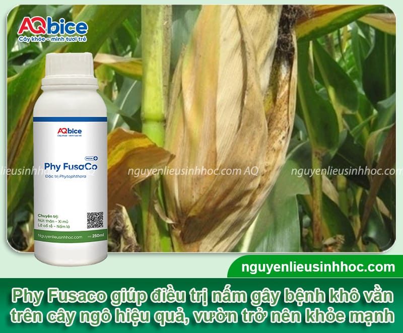 Bệnh khô vằn hại ngô: Nguyên nhân và Cách phòng trừ 5 Bệnh khô vằn hại ngô: Nguyên nhân và Cách phòng trừ