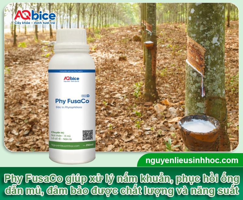 Bệnh khô miệng cạo cây cao su: Dấu hiệu & Cách phòng trừ 4 Bệnh khô miệng cạo cây cao su: Dấu hiệu ; Cách phòng trừ