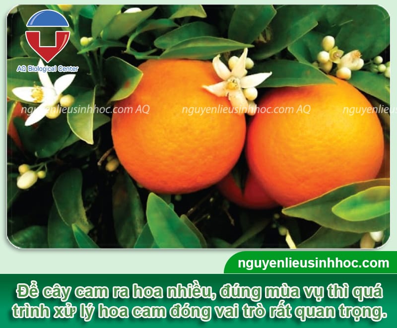 Cách làm cho cây cam ra hoa nhiều giúp tăng tỷ lệ đậu quả