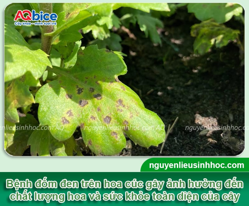 Bệnh đốm đen trên hoa cúc và Cách xử lý hiệu quả