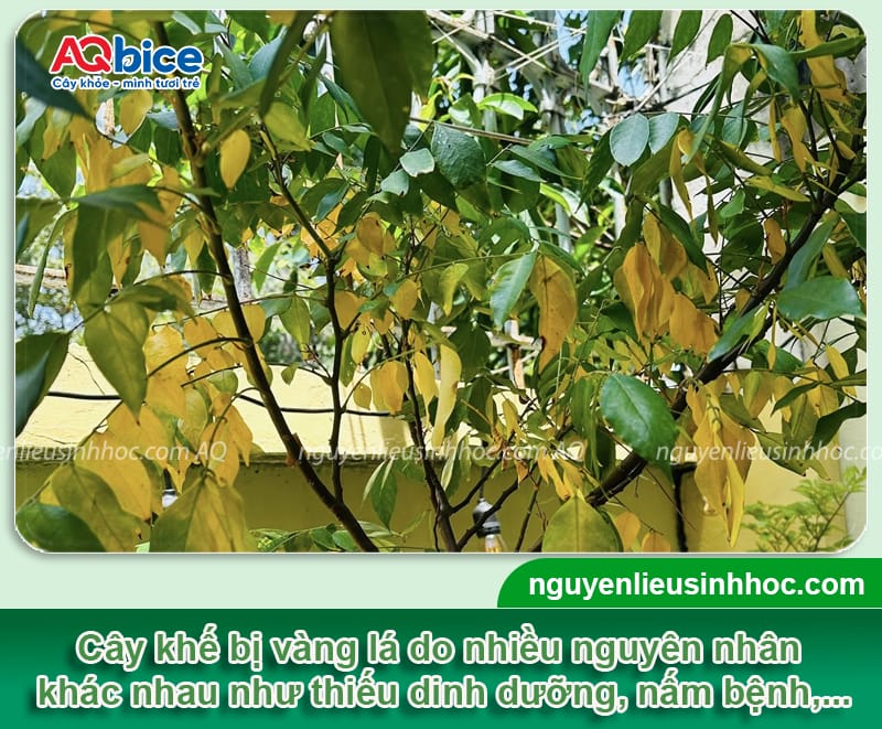 Trị cây khế bị vàng lá hết nhanh, rễ khỏe, lá xanh mướt 1 Thuốc trị cây khế bị vàng lá hết nhanh, rễ khỏe, lá xanh mướt