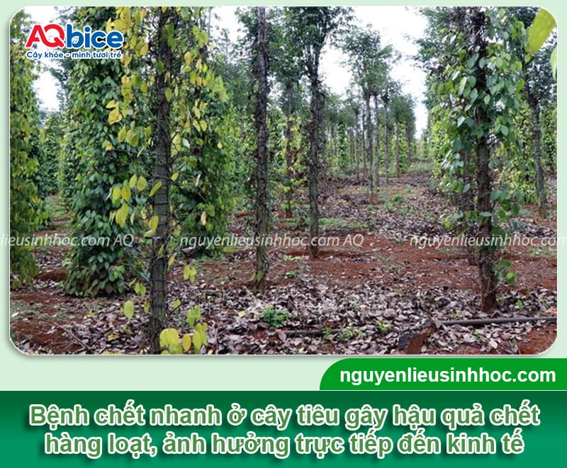 Phòng trị bệnh chết nhanh trên cây tiêu hết nhanh, an toàn