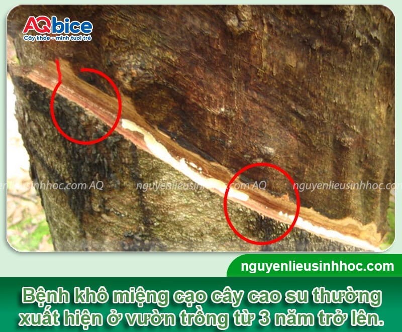 Bệnh khô miệng cạo cây cao su: Dấu hiệu & Cách phòng trừ
