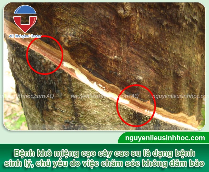 Bệnh khô miệng cạo cây cao su: Nguyên nhân & Cách phòng trừ