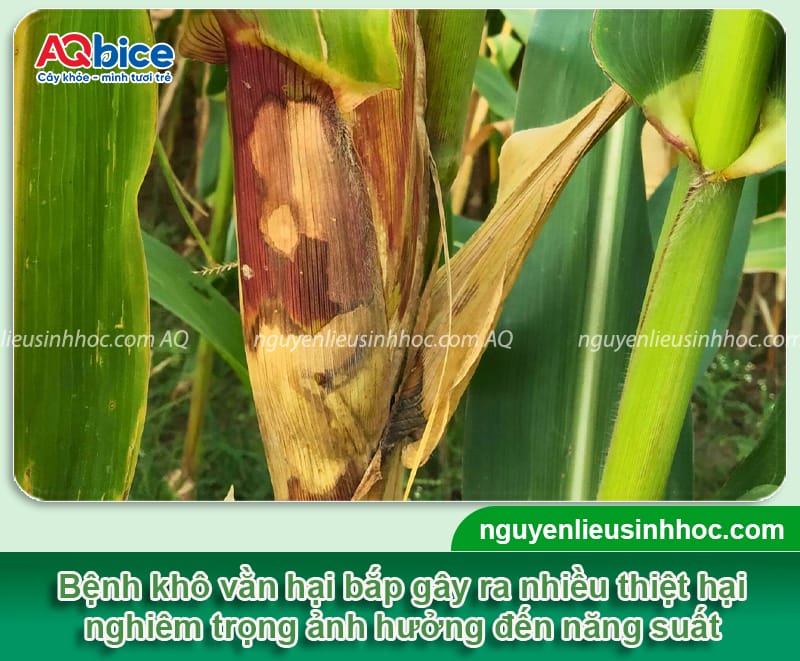 Bệnh khô vằn hại ngô: Nguyên nhân và Cách phòng trừ